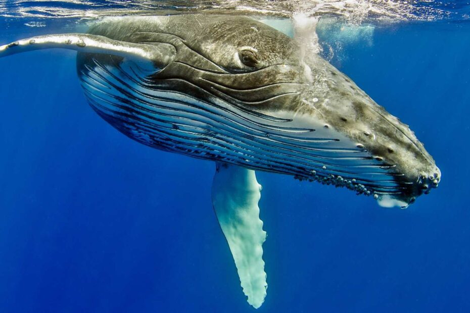 Humpback Whale The Marine Mammal Center