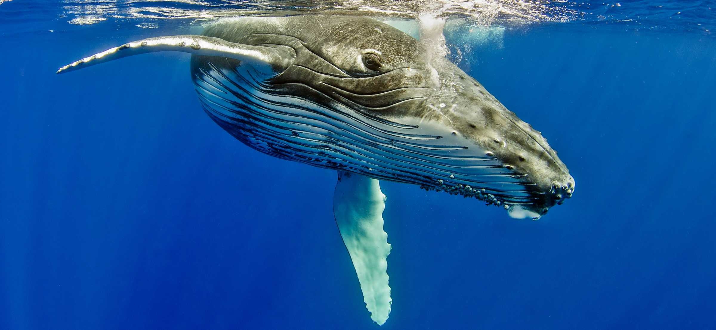 Humpback Whale The Marine Mammal Center