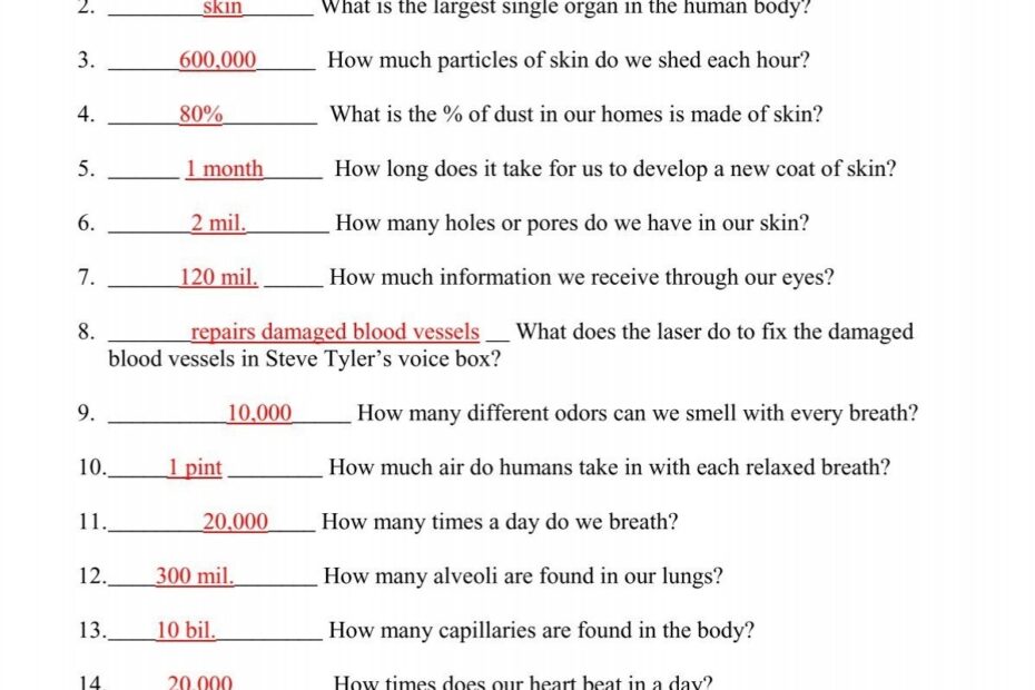 Incredible Human Machine Video Worksheet
