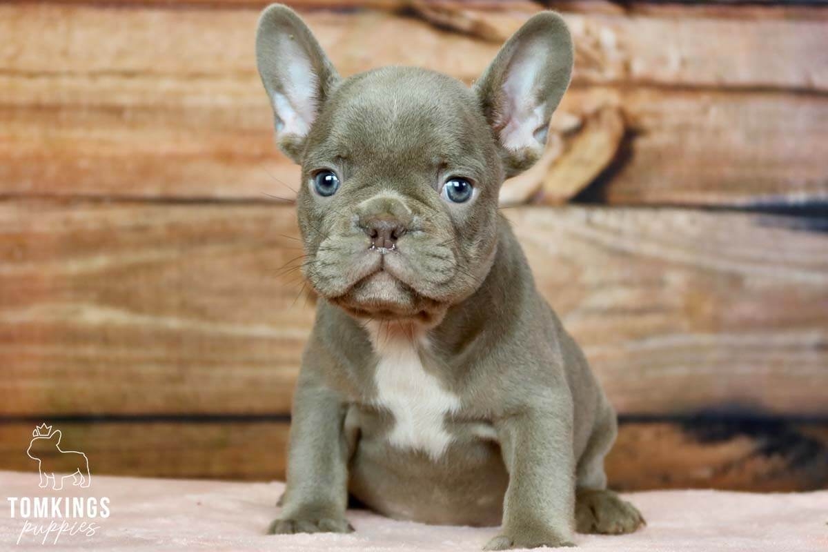 Isabella French Bulldog TomKings Kennel