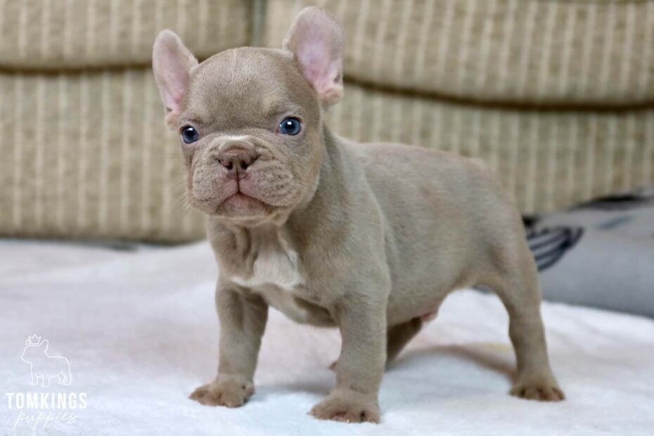 Isabella French Bulldog TomKings Kennel