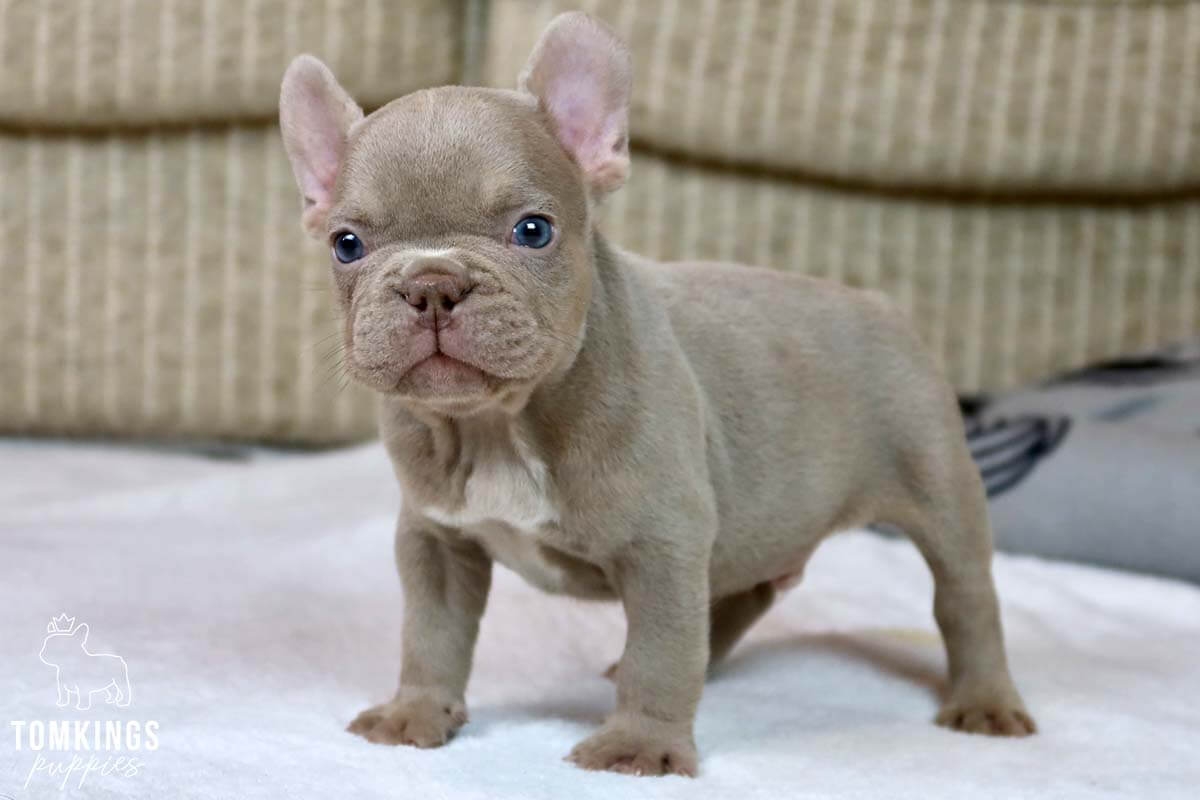 Isabella French Bulldog TomKings Kennel