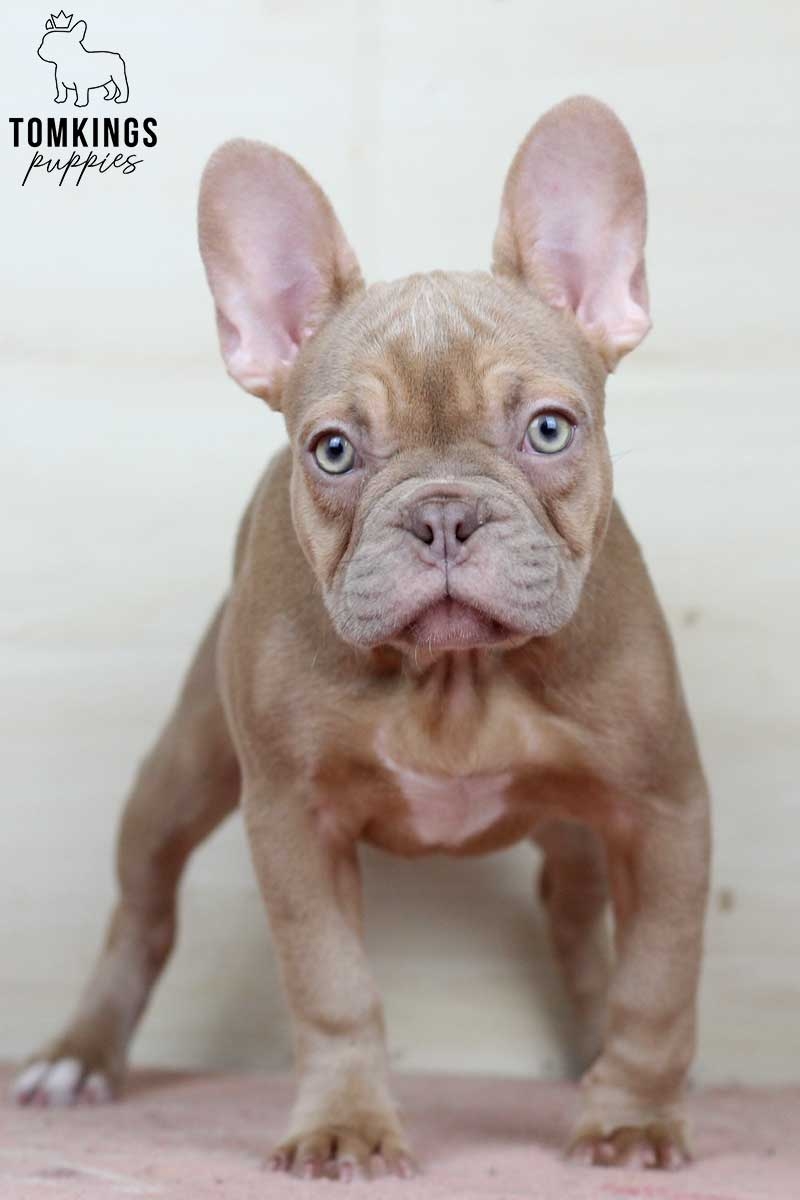 Isabella French Bulldog TomKings Kennel