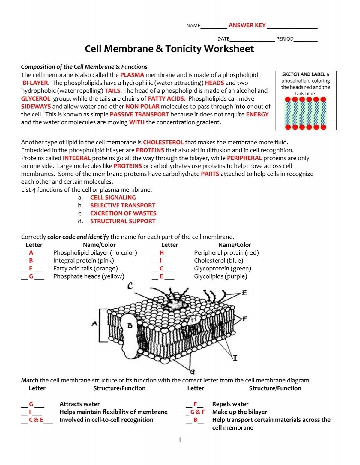 cell membrane coloring worksheet colored