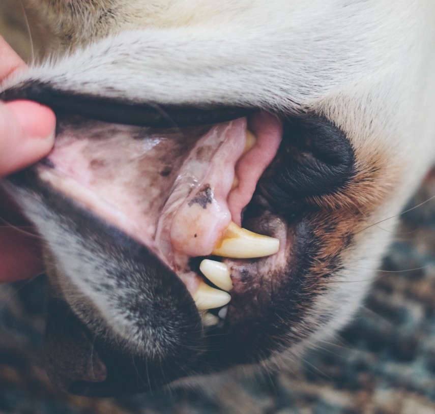 color of gums in dogs