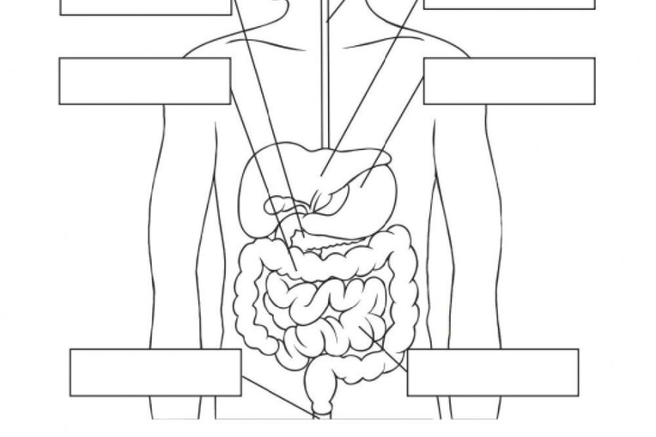 Label Digestive System Worksheet Live Worksheets Worksheets Library
