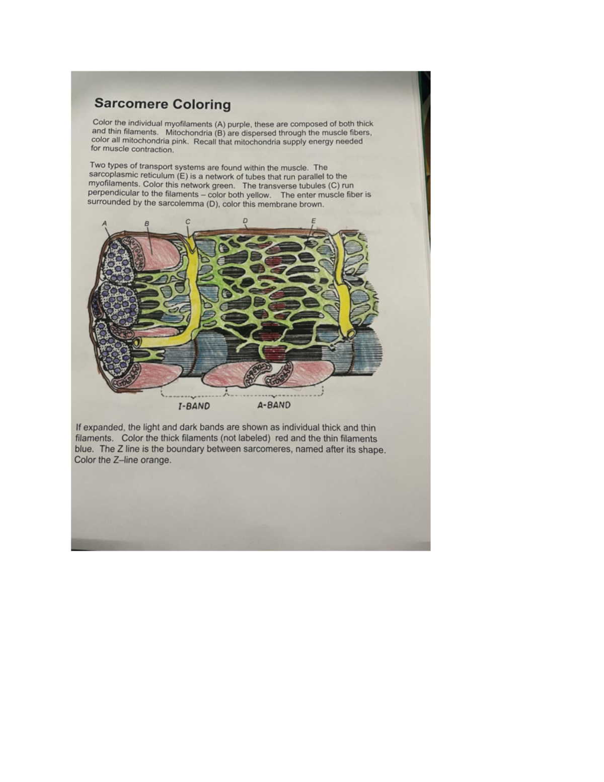 Labled Pictures Assignment Sarcomere Coloring Color The Individual Myofilaments A Purple Studocu