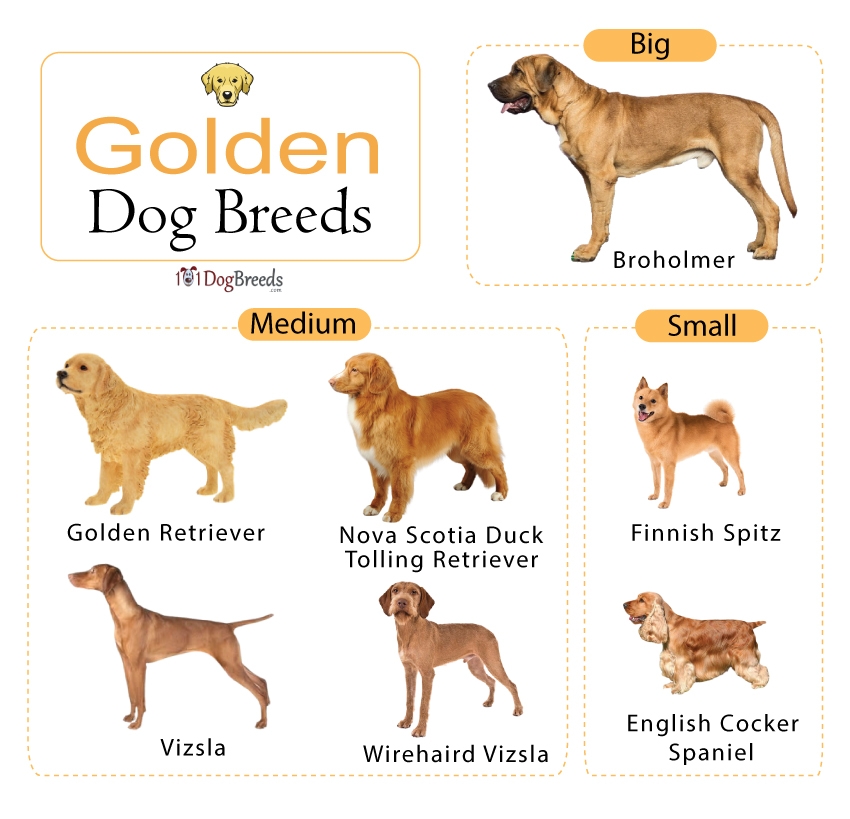 List Of Golden Dog Breeds WIth Pictures 101DogBreeds