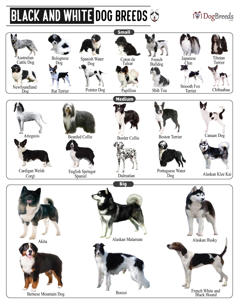 List Of Small Medium U0026 Big Black And White Dog Breeds With Pictures 101DogBreeds