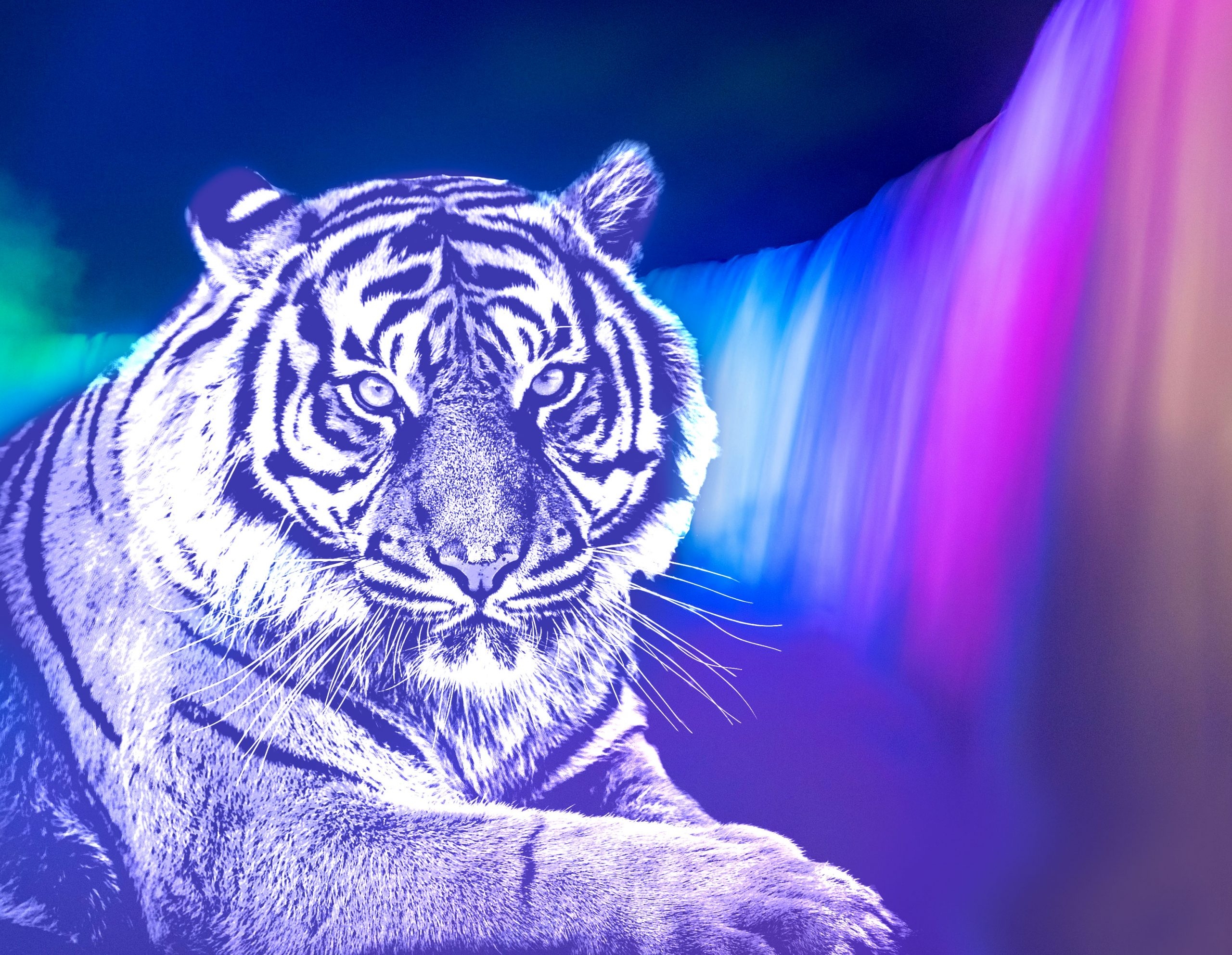 chinese good luck color tiger 2024