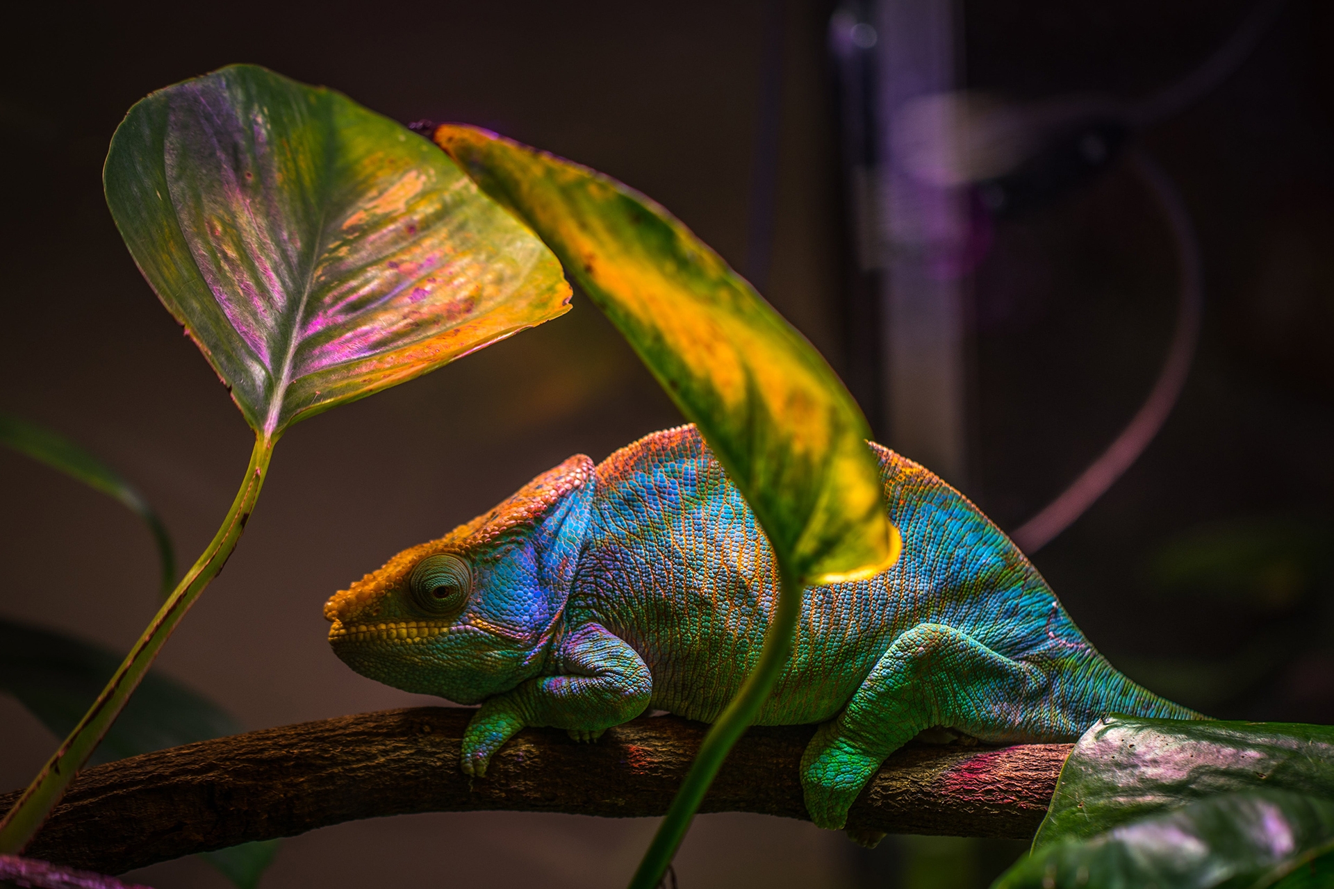 Masters Of Transformation Colour Changing Animals