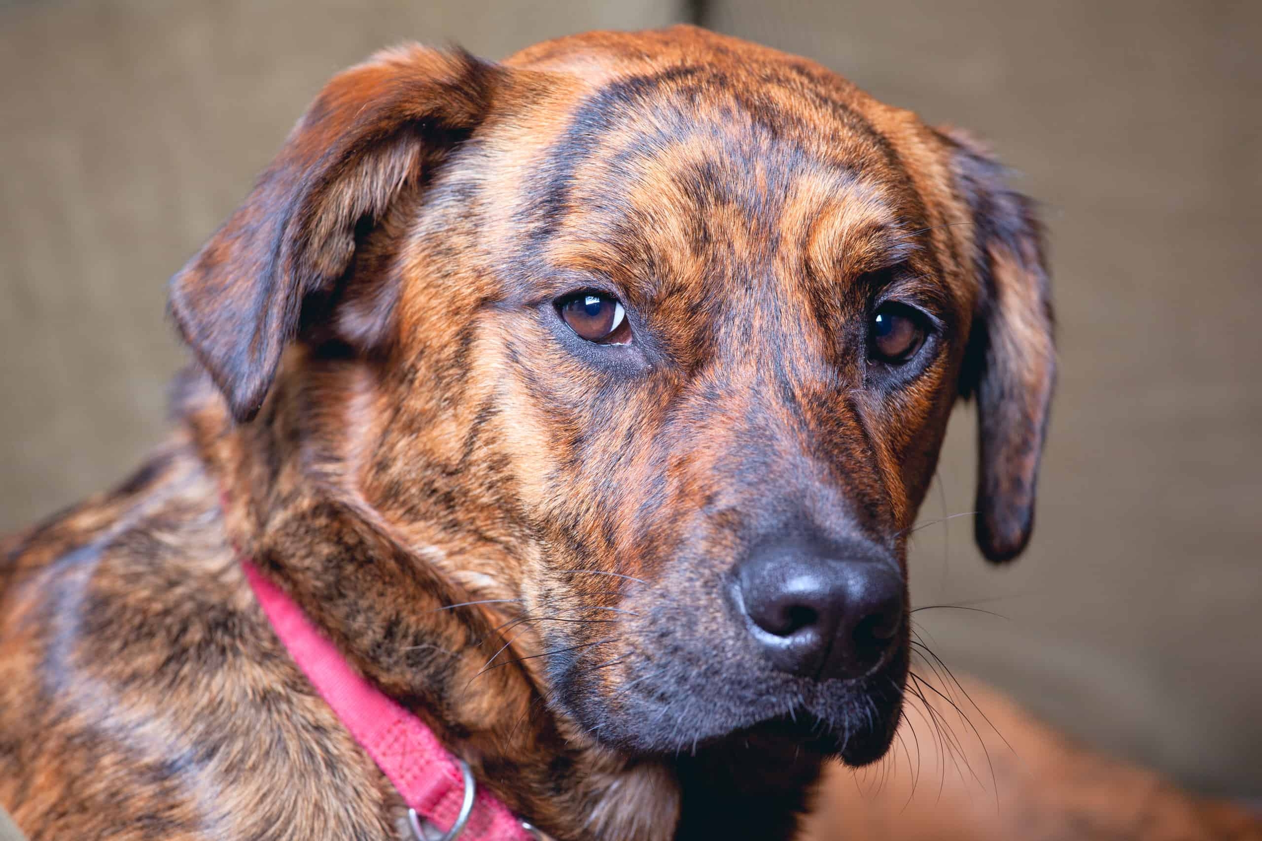 Meet 9 Incredible Brindle Dog Breeds A Z Animals