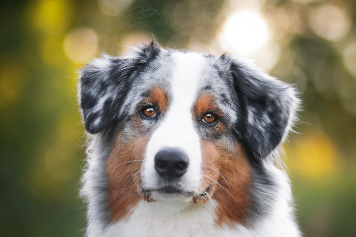 merle color in dogs