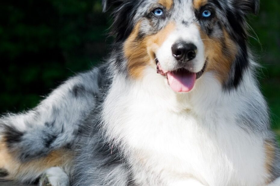 Merle Dog Breeds With Dappled Coats PetsRadar