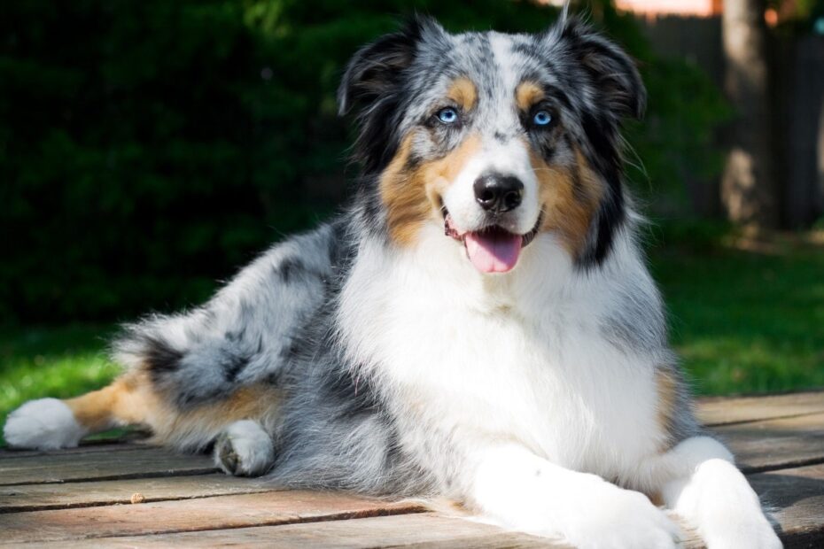 Merle Dog Breeds With Dappled Coats PetsRadar