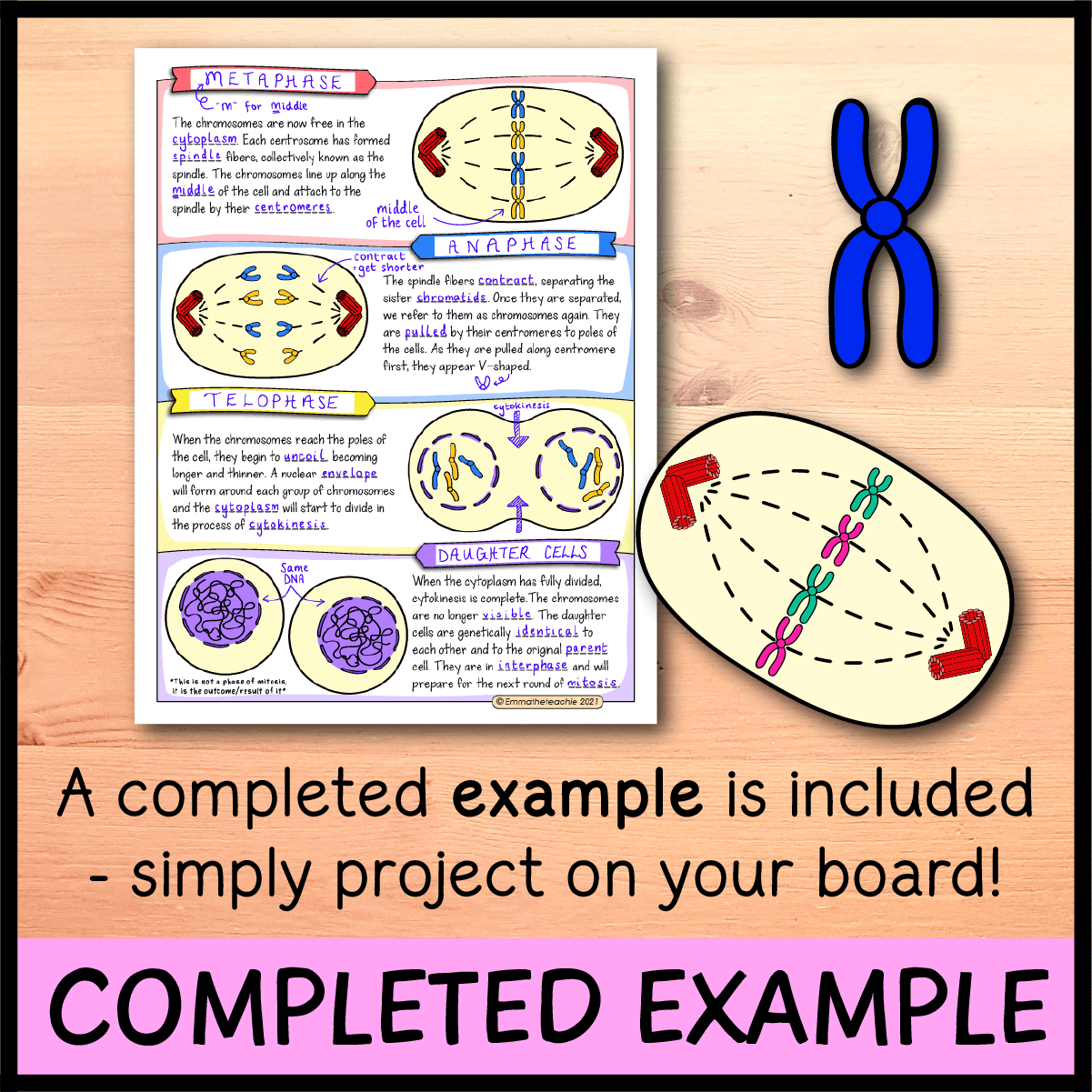 Mitosis Doodle Notes