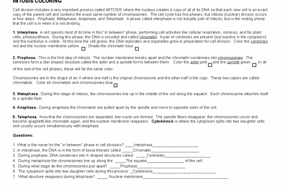 Mitosis Steps And Coloring MITOSIS COLORING Cell Division
