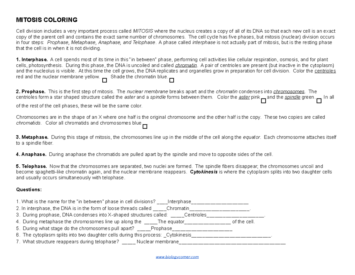 Mitosis Steps And Coloring MITOSIS COLORING Cell Division 