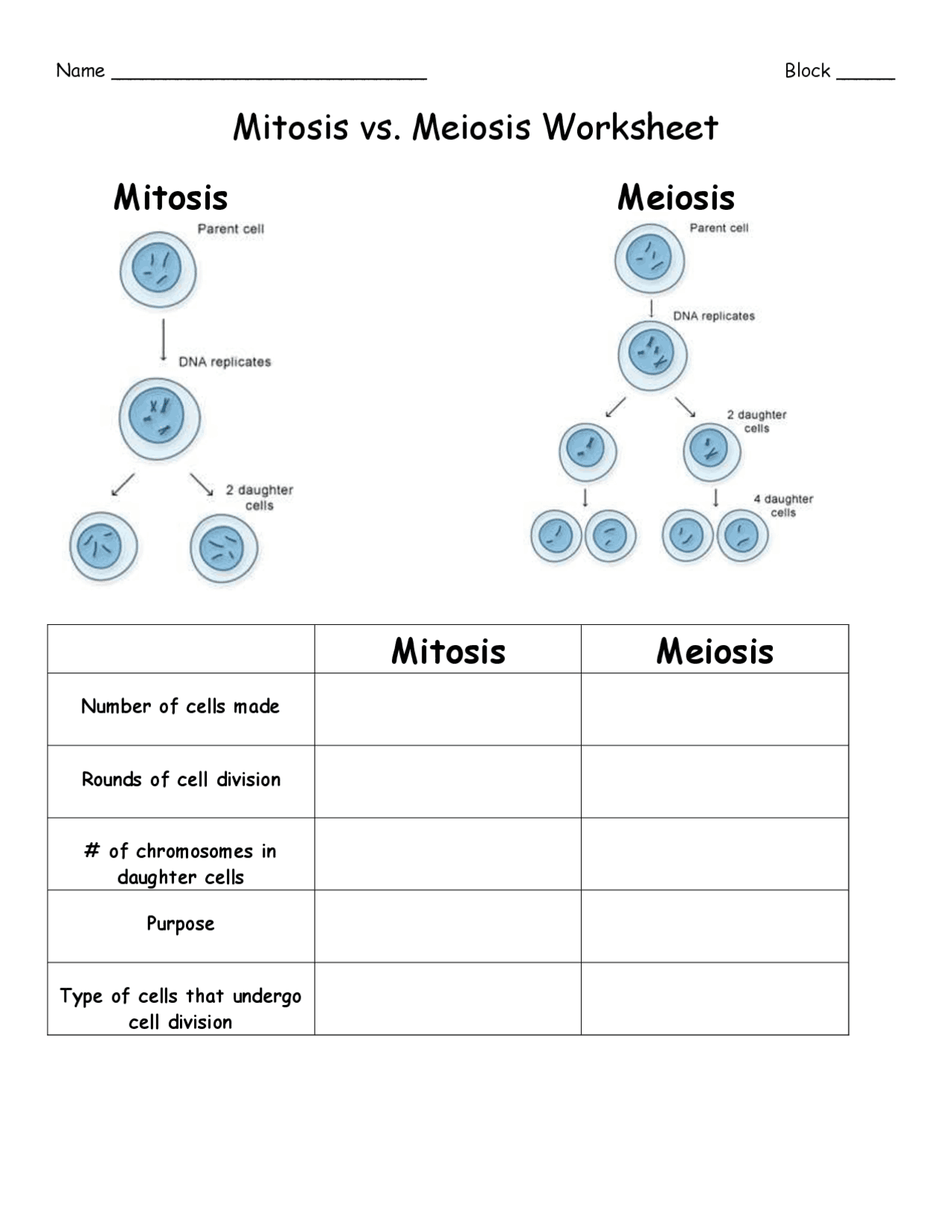 comparing mitosis and meiosis worksheet