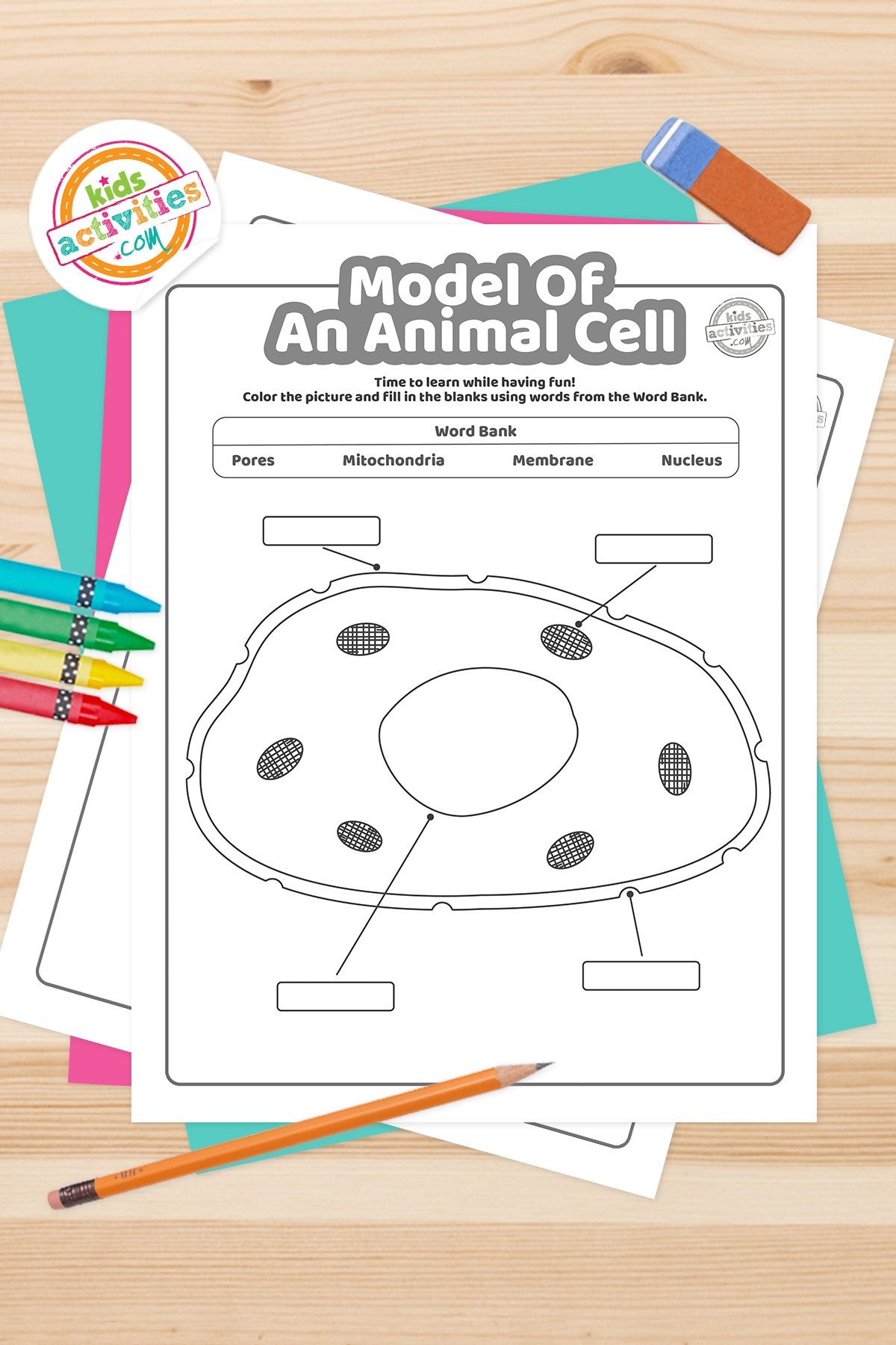 color animal cell worksheet