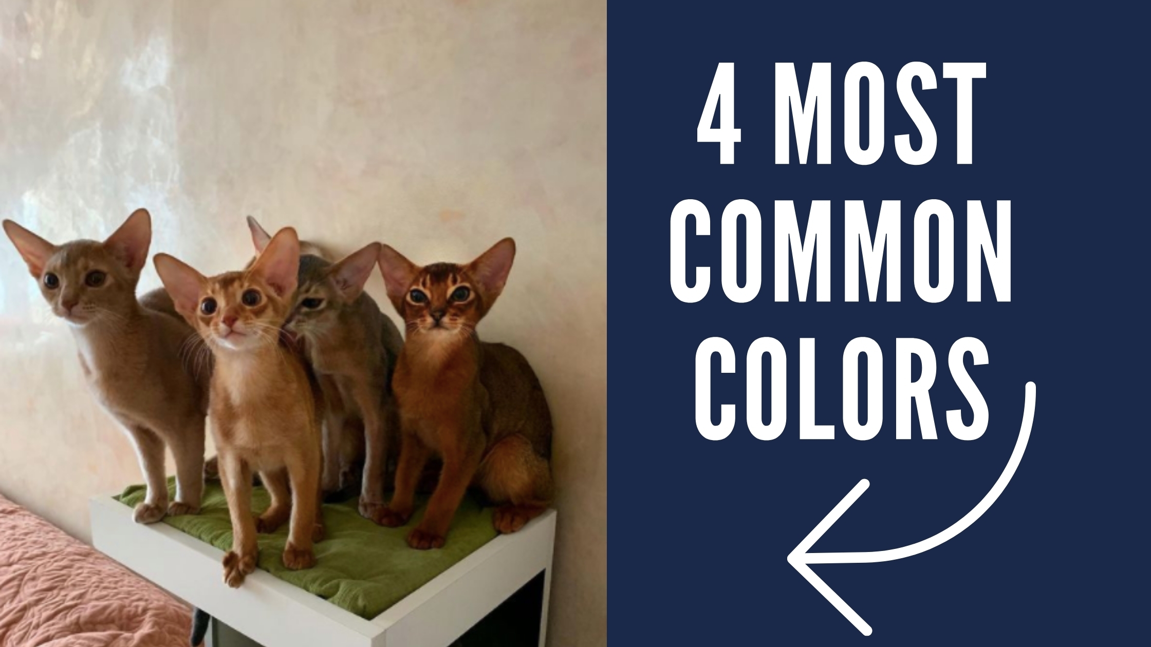 Most Common Abyssinian Cat Colors