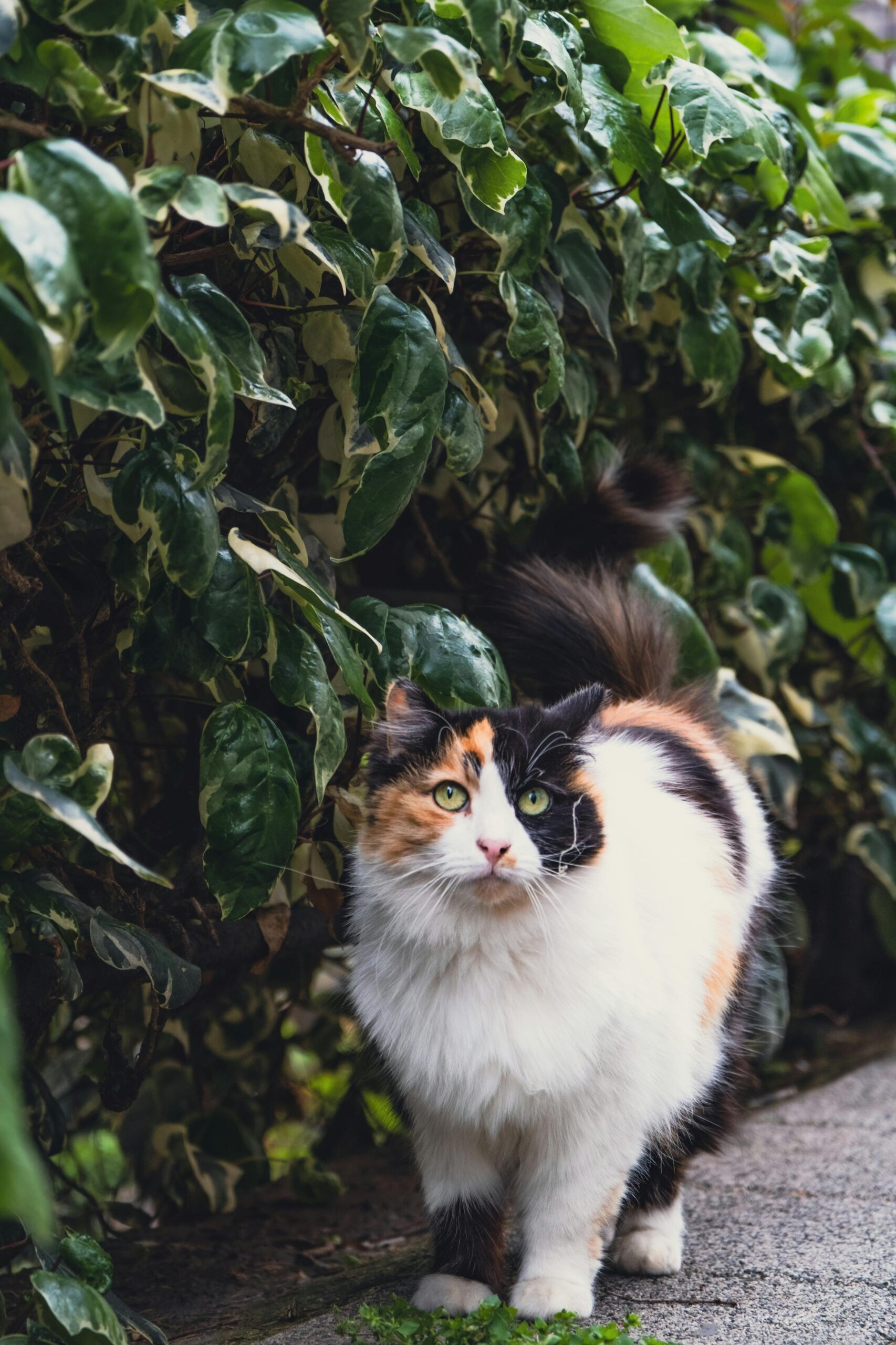 Multi Colored Cat By Leaves Free Stock Photo
