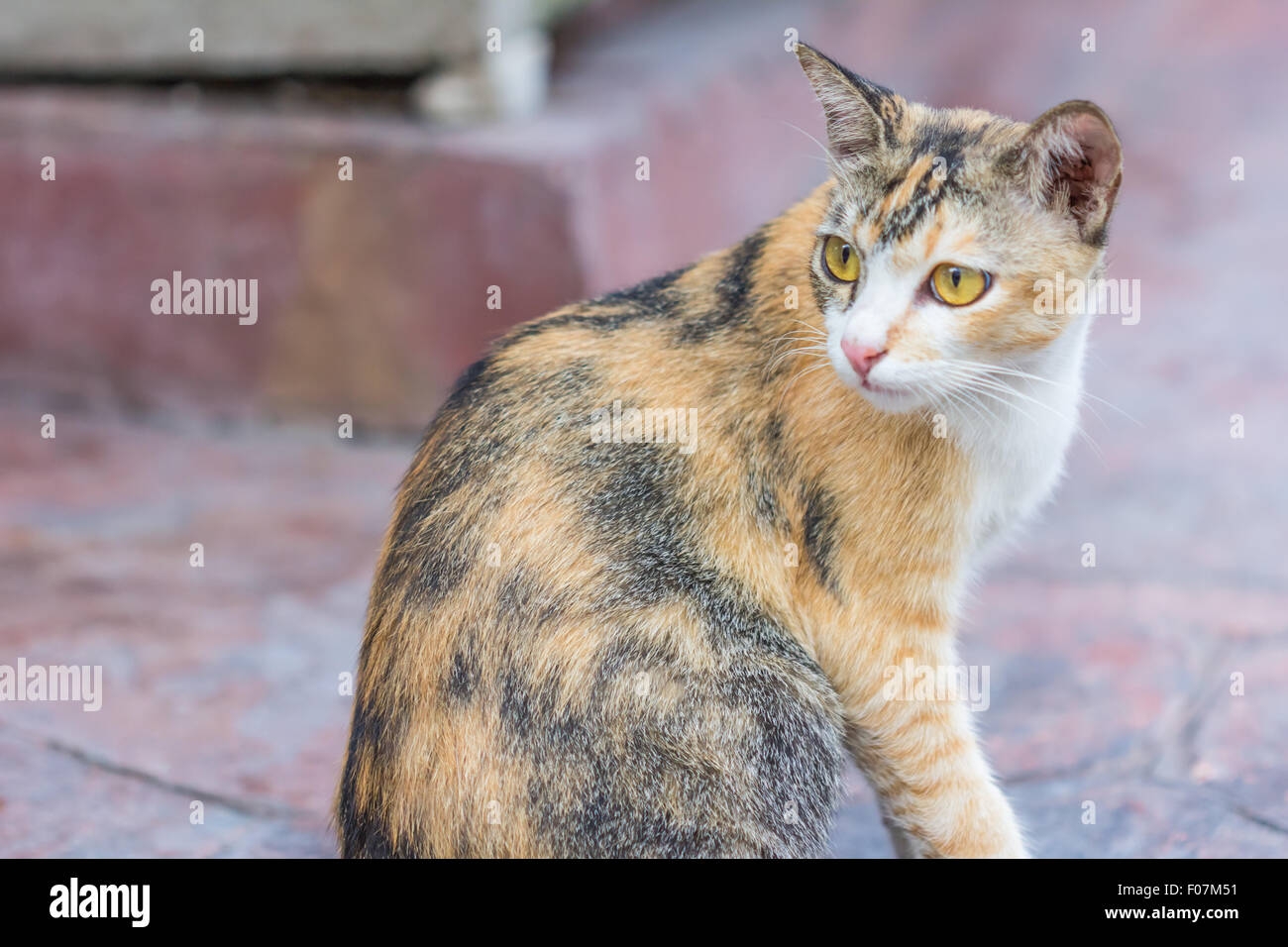 Multi Colored Cat Hi res Stock Photography And Images Alamy