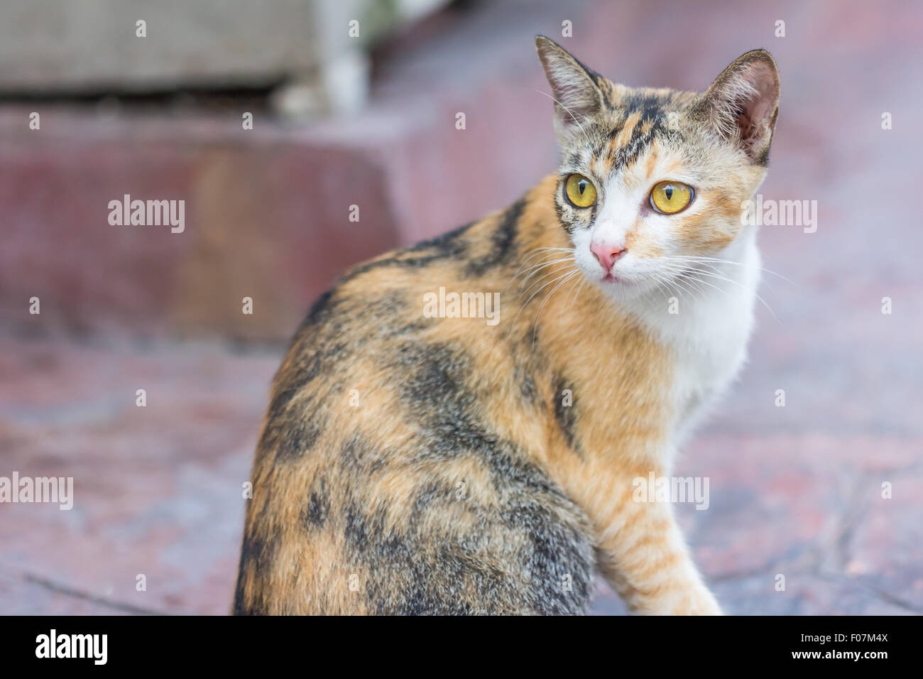 Multi Colored Cat Hi res Stock Photography And Images Alamy