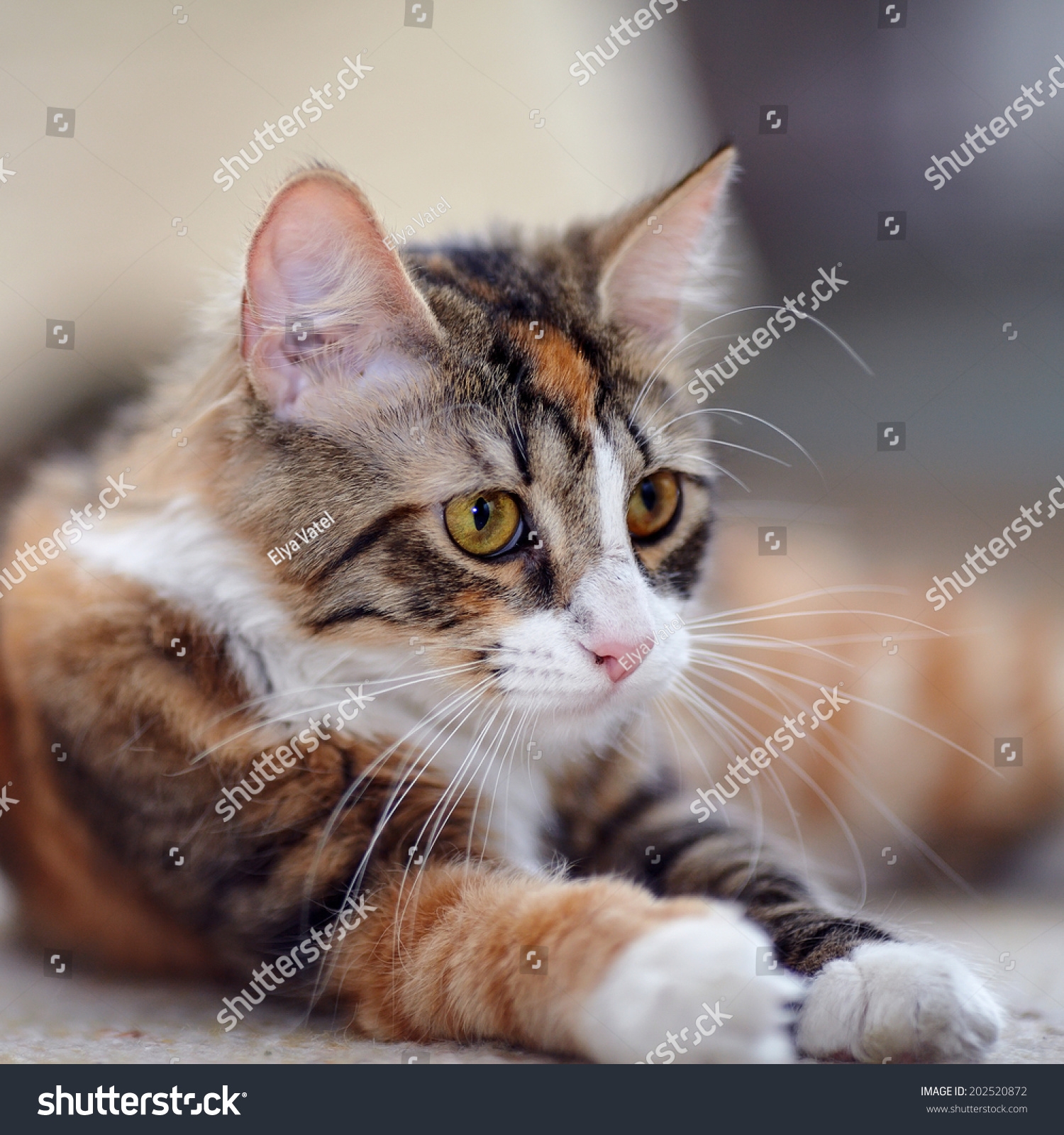 Multi colored Cat Yellow Eyes Striped Not Stock Photo 202520872 Shutterstock