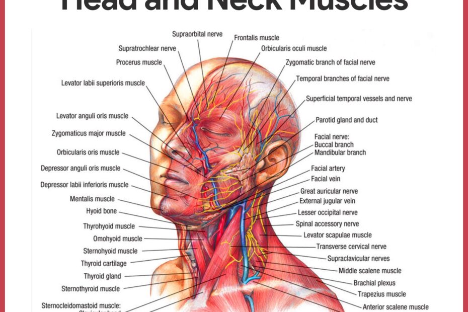 Muscular System Anatomy And Physiology Nurseslabs