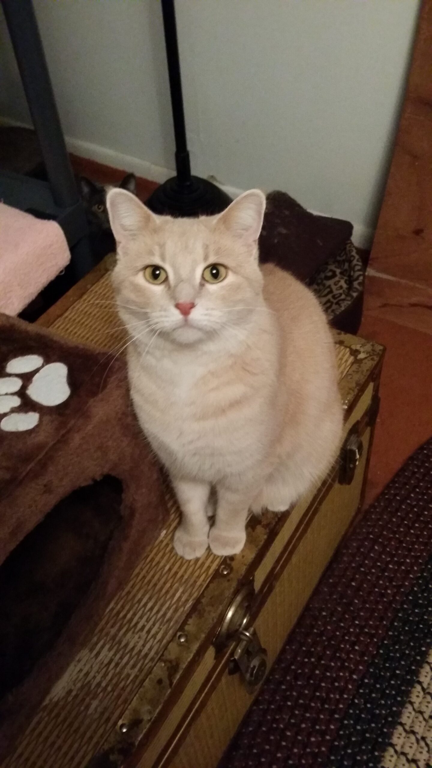 My Cream Colored Cat Named Russ Cat Tales With Laura And 
