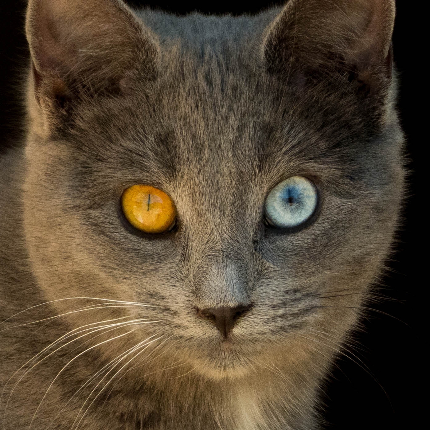 common cat eye colors