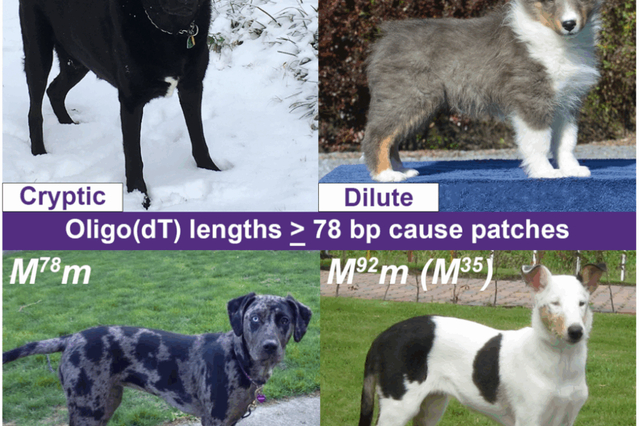On Biology The Genetics Of Merle Coat Patterns In Dogs
