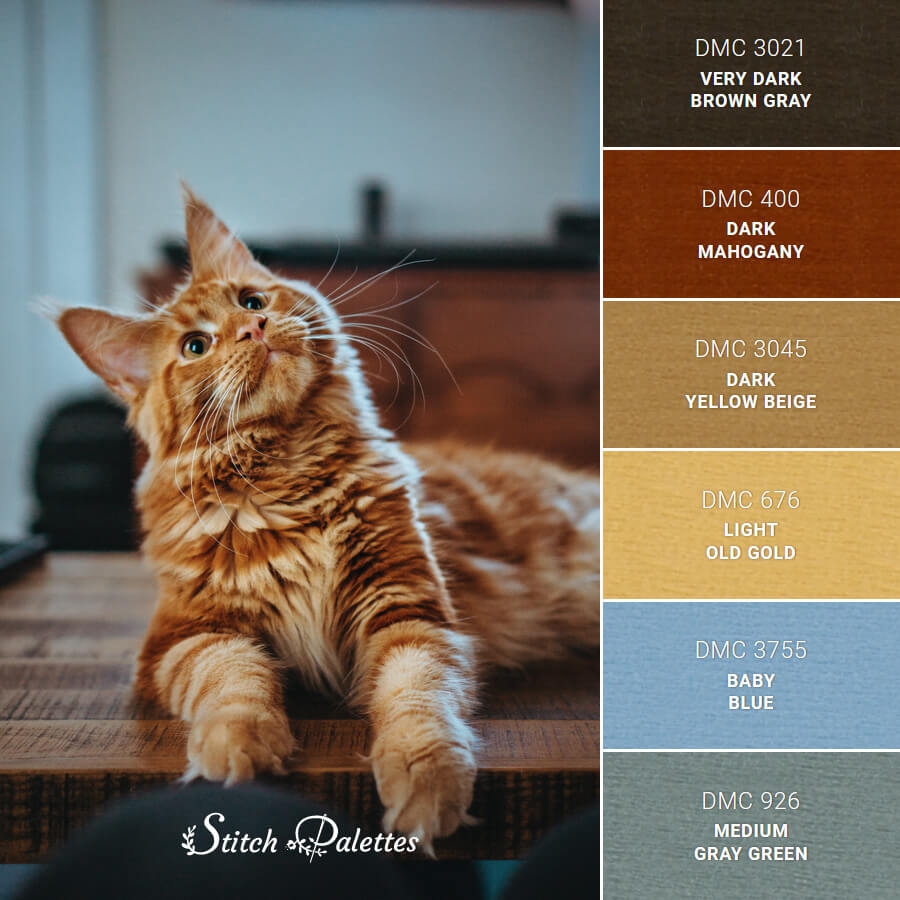 tabby cat colors