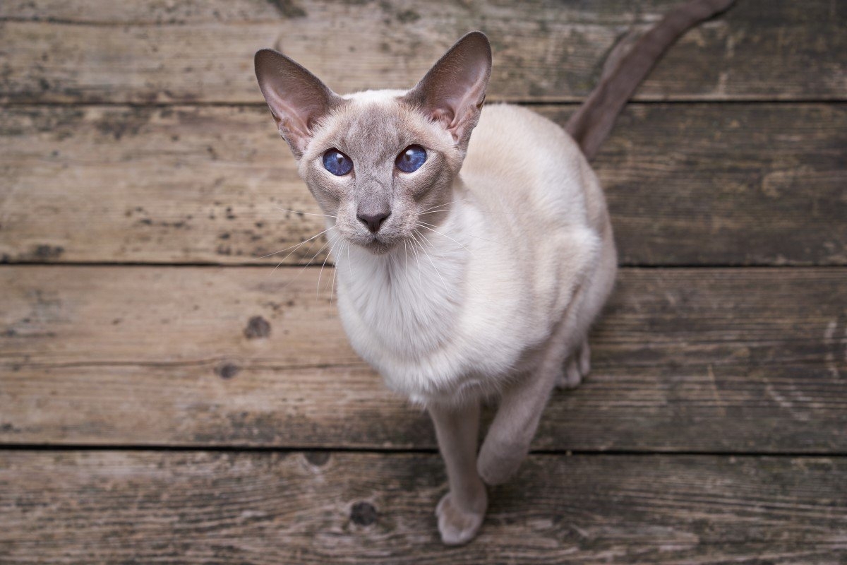 oriental shorthair cat colors