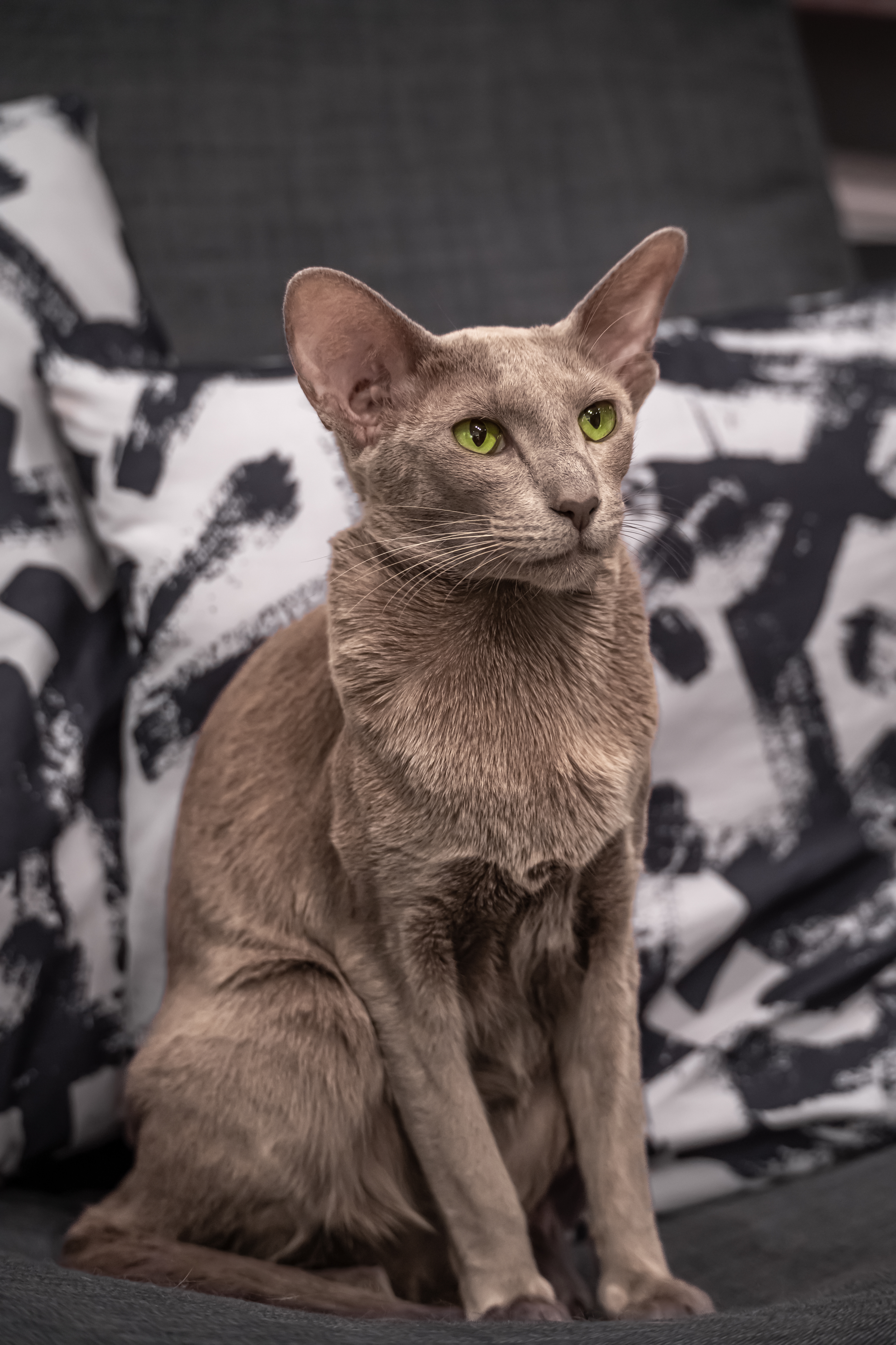 Oriental Shorthair Cat Breed U0026 Adoption Information Petfinder