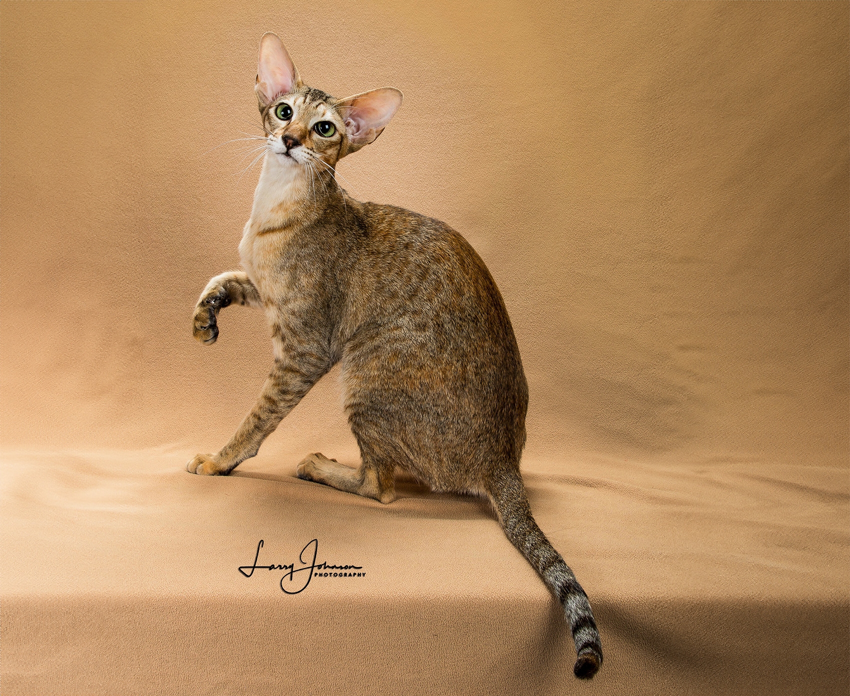 Oriental The Cat Fanciers Association