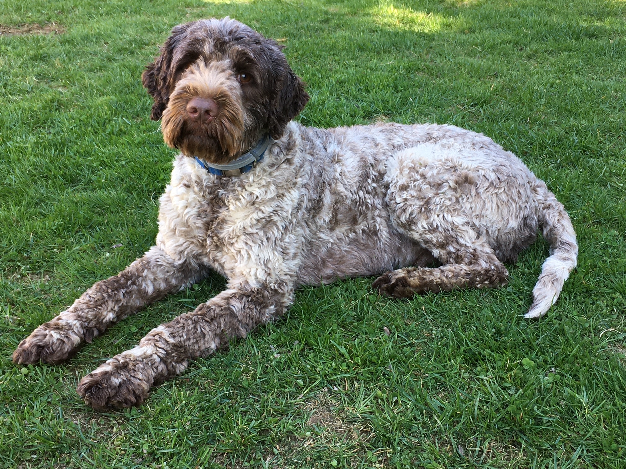 portuguese water dog colors brown