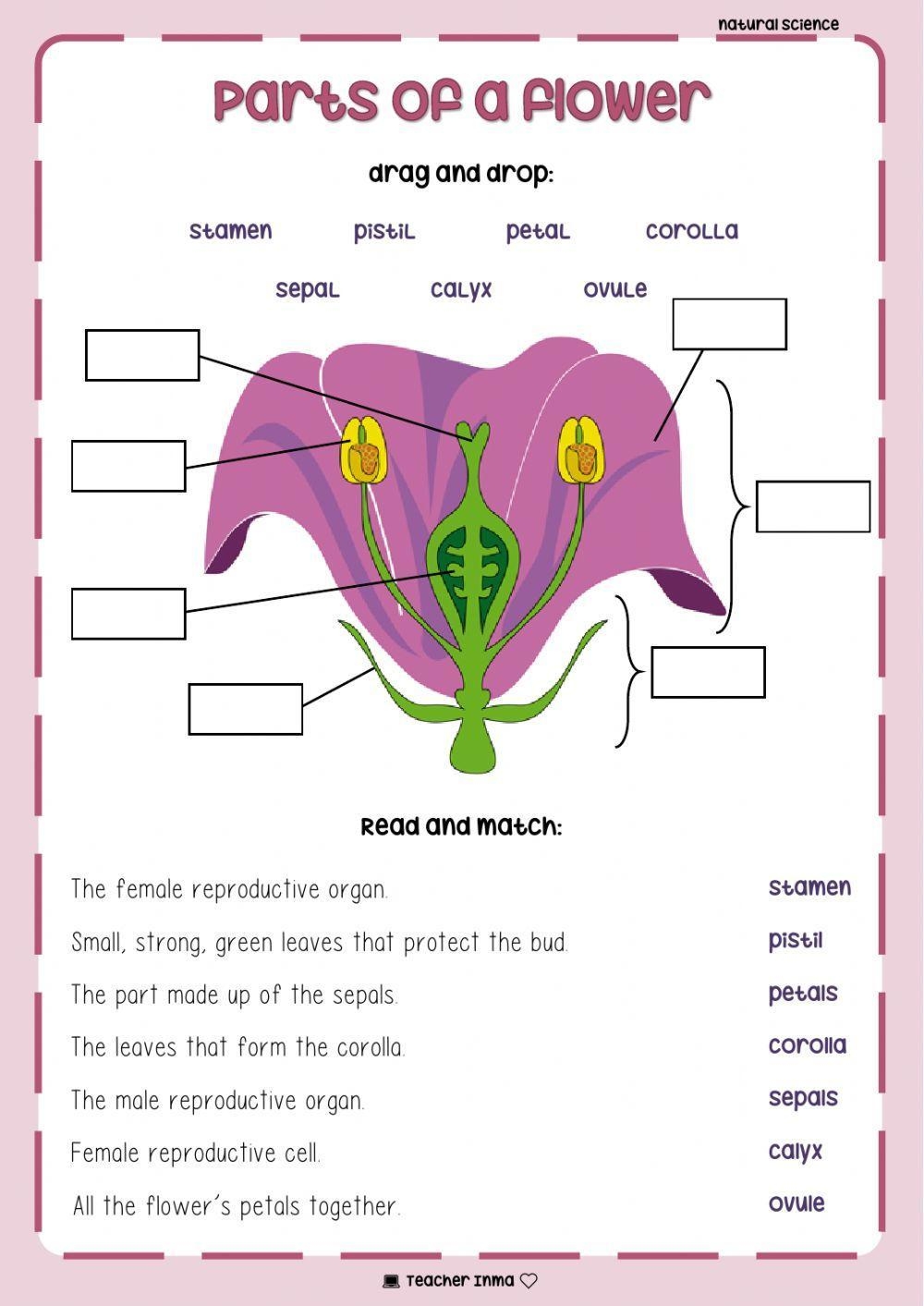 Parts Of A Flower Online Activity For 4 Live Worksheets Worksheets Library