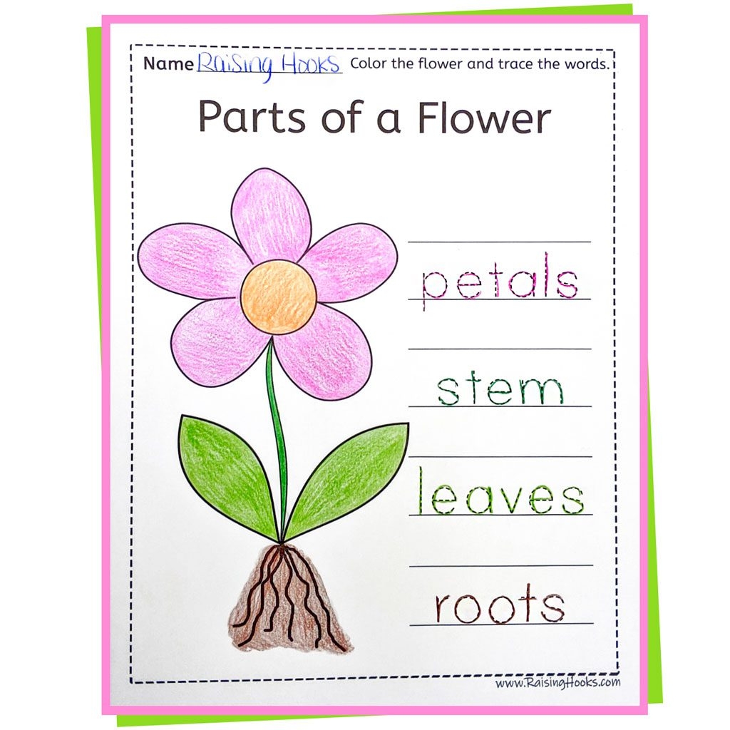 flower parts worksheet