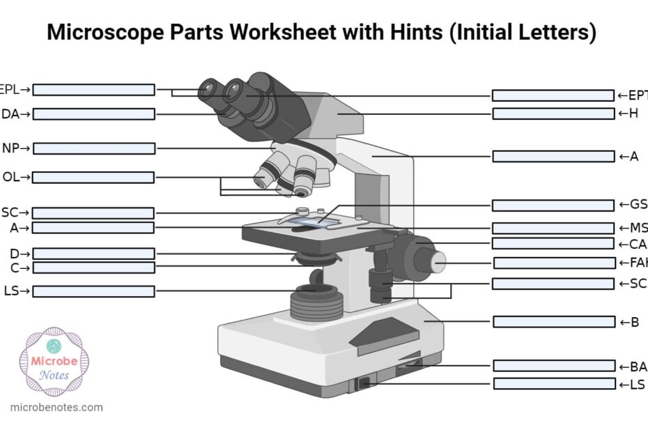 Parts Of A Microscope With Functions And Labeled Diagram
