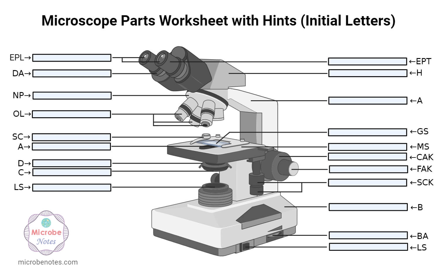 Parts Of A Microscope With Functions And Labeled Diagram