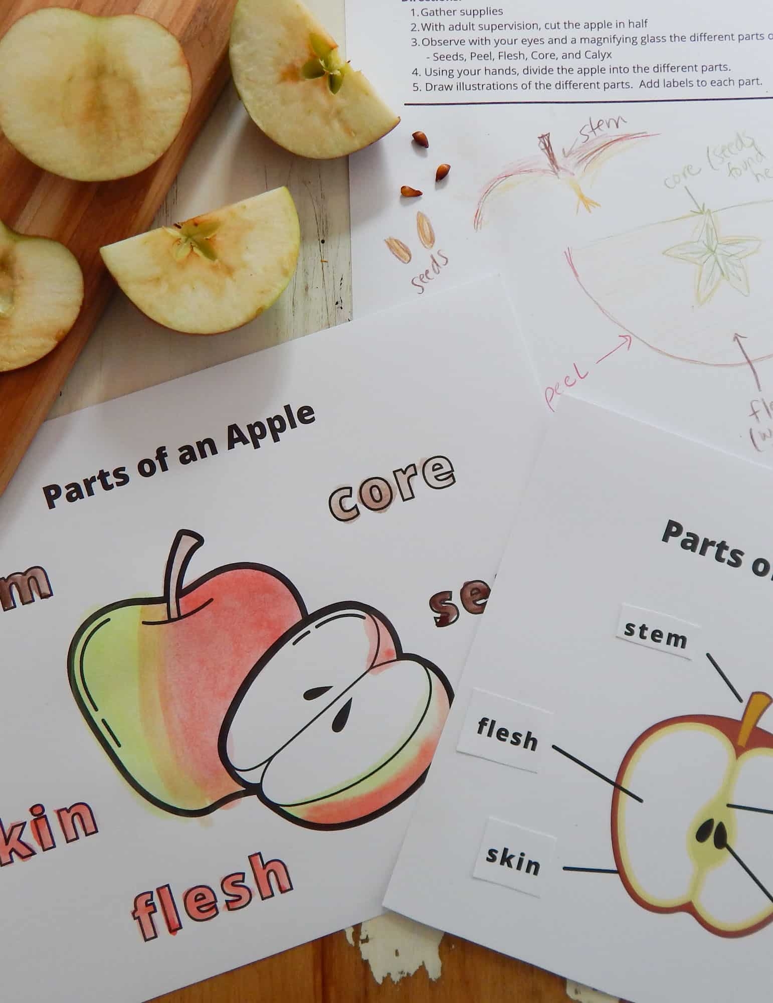 apple worksheets