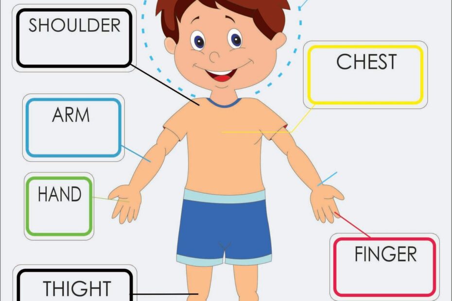 Parts Of Body Puzzle Printable Montessoriseries