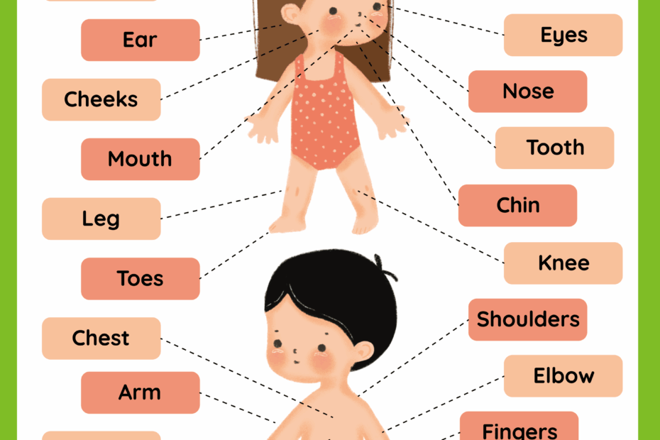 Parts Of The Body Free Worksheet SKOOLGO
