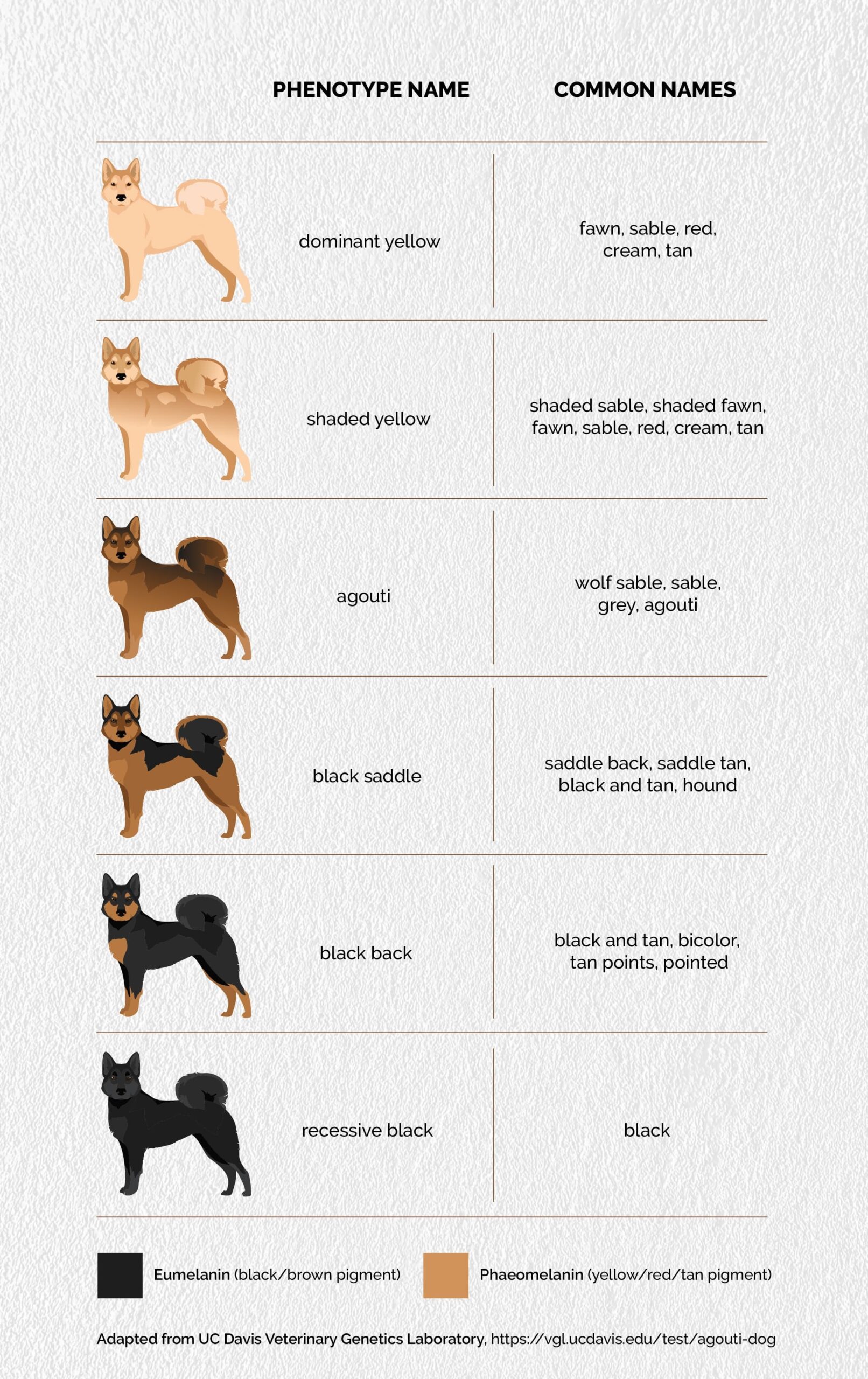 colors of dogs