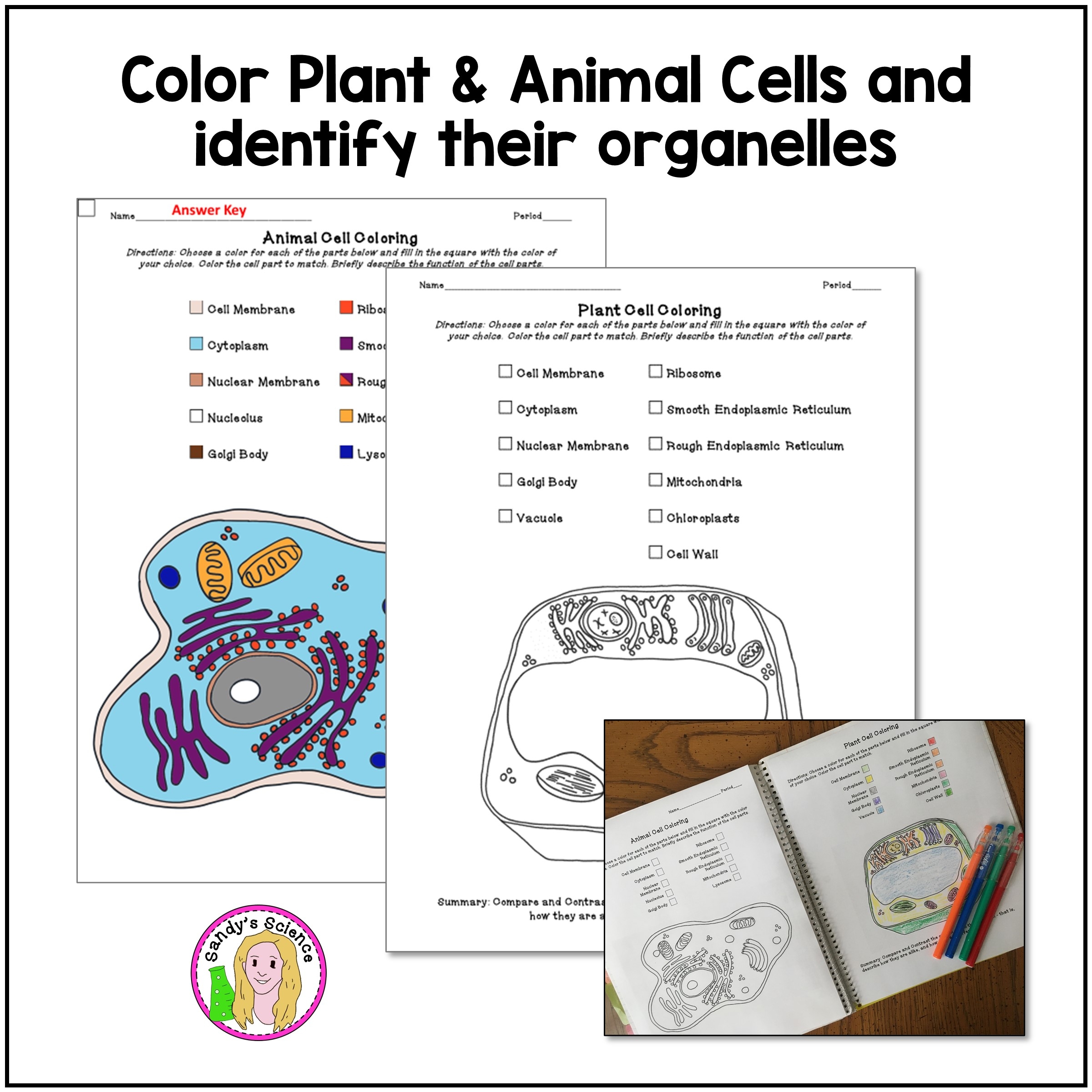 Plant And Animal Cell Coloring And Matching Activity Classful