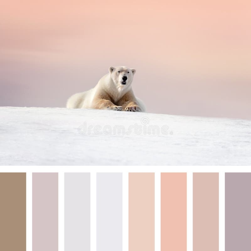 Polar Bear Palette Stock Image Image Of Print Mood 194710525