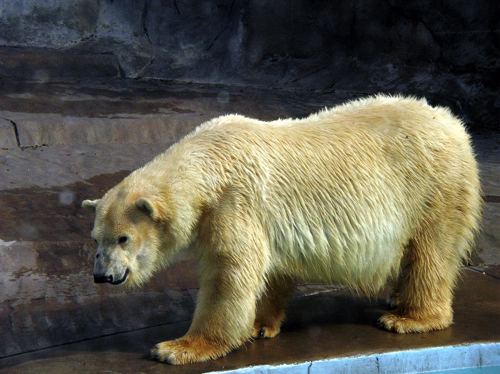 polar bear actual color