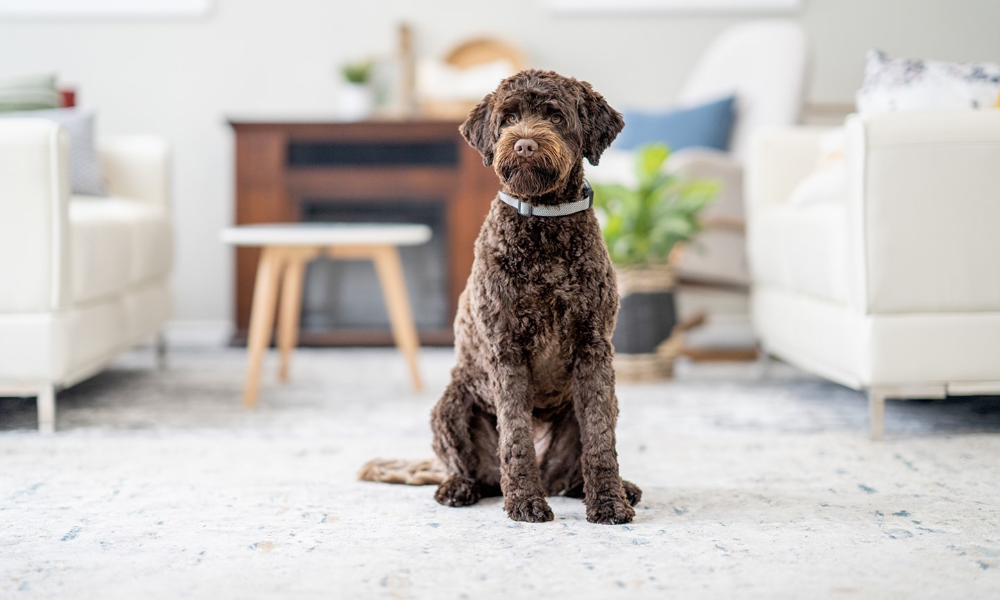 Portuguese Water Dog Breed Characteristics Care U0026 Photos Chewy